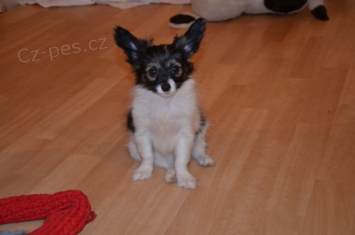 Papillon - �t���tko - fene�ka