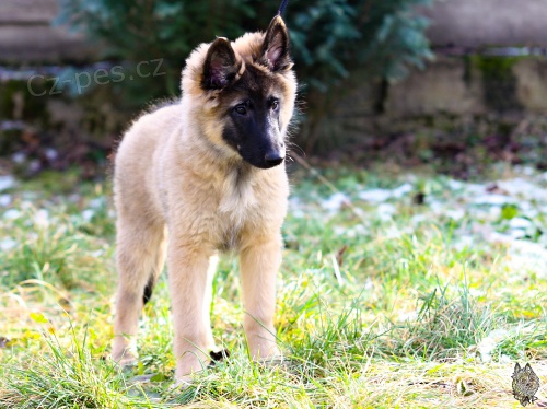 Belgick� ov��k TERVUEREN - �t��ata s PP