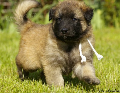 �t���tka belgick�ho ov��ka