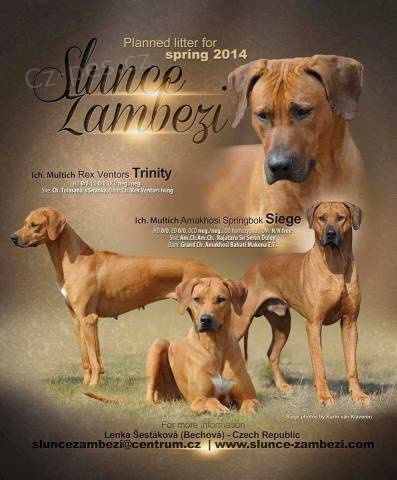 Rhod. ridgeback �t��ata s PP