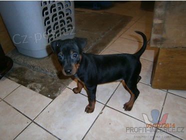 Mal� hladkosrst� pin� 