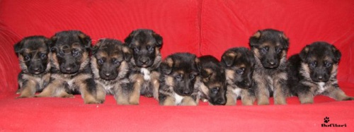 N�meck� ov��k - �t��ata s PP