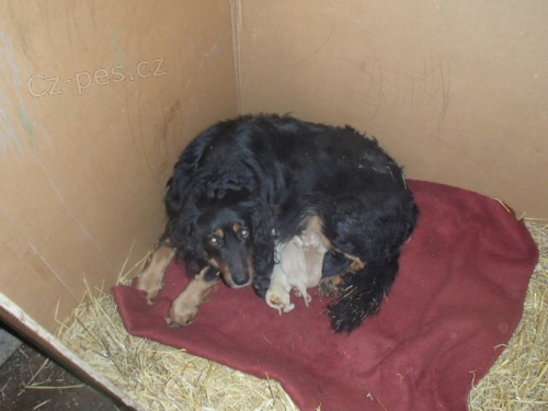 �istokrevn� �t��ata Hovawarta bez PP