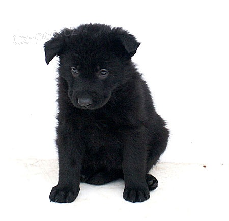 NO �t��ata s PP