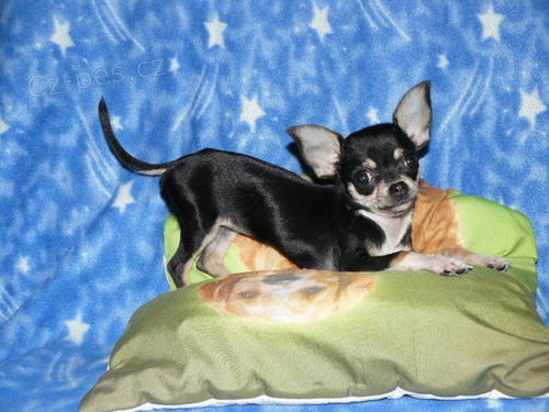 �ivava kr�t.vbarv� jako Ber���ek