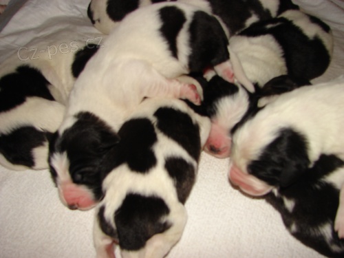 �t���tka pyrenejsk�ho mastina