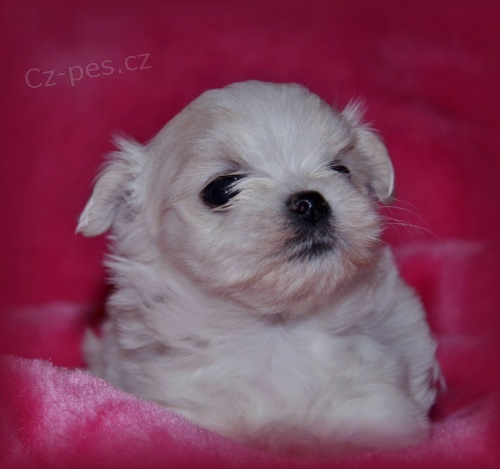 Malt�z��ek s pp