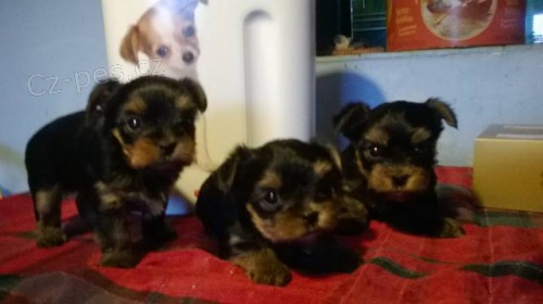 Prod�m �t���tka jork��rka