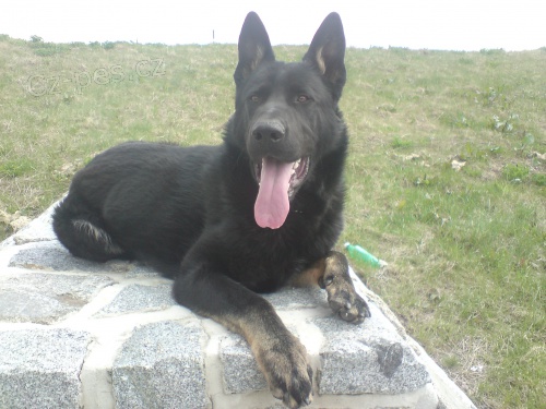 Pes ke kryt� - n�meck� ov��k