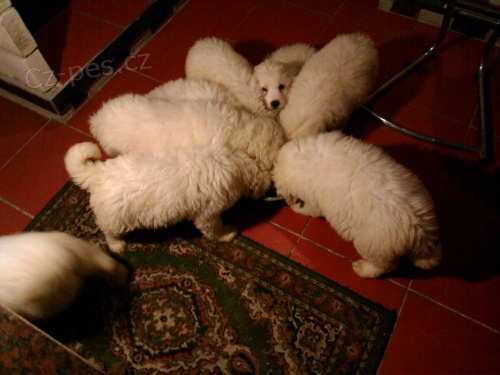 Slovensk� �uva�