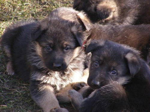 Prod�m �t��ata NO s PP