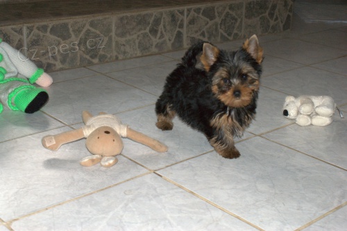 Jork��rsk� terier s PP