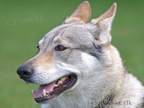 �ESKOSLOVENSK� VL��K, �T��ATA s PP