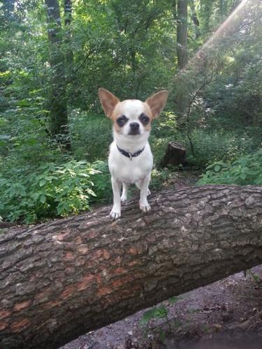 Roztomil� �ivav� pes na kryt� bez PP �ivava