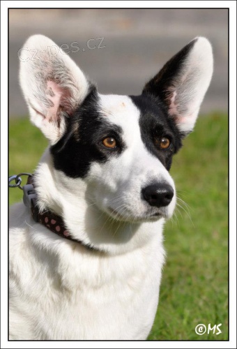 �t���tka Welsh corgi Cardigan