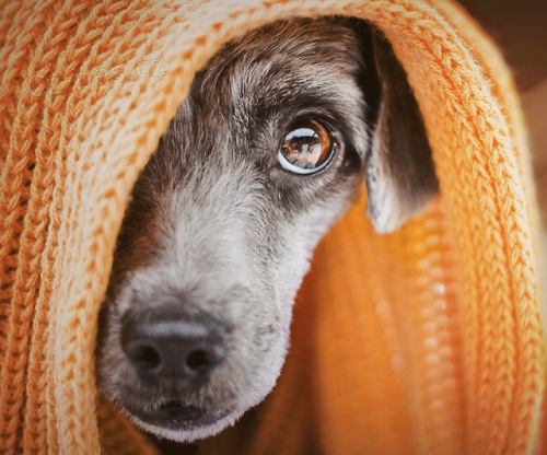 Ps� chuvi�ka.cz- servis pro psy Plze�