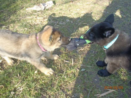 N�meck� ov��k