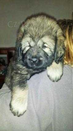 Tibetsk� doga s PP