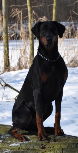 sh�n�m novou rodinu pro pejska