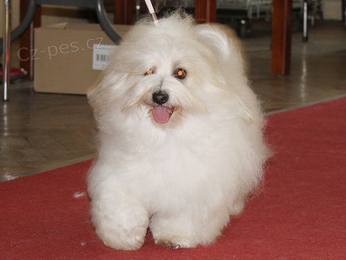 �t��ata Coton de Tul�ar