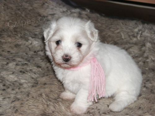 �t��ata Coton de Tul�ar