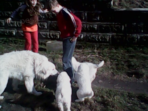 Pejsci Slovensk� �uva� s pp