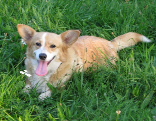 welsh corgi pembrok