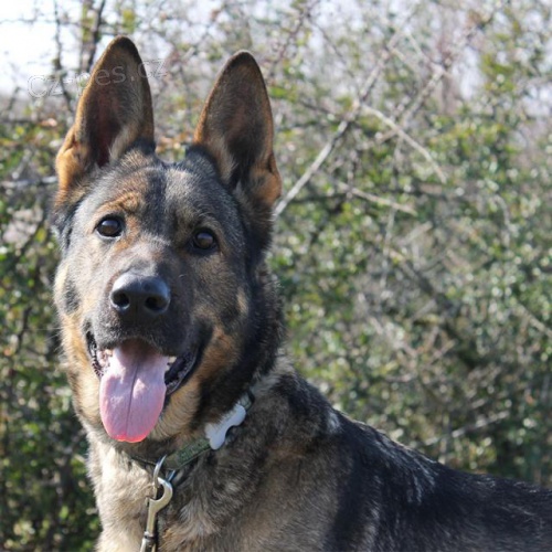 Mlad� fenka NO Elza hled� domov