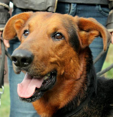 �ikovn� k��enec Ricky hled� domov