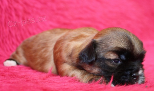 Tibetsk� �pan�l - �t���tka