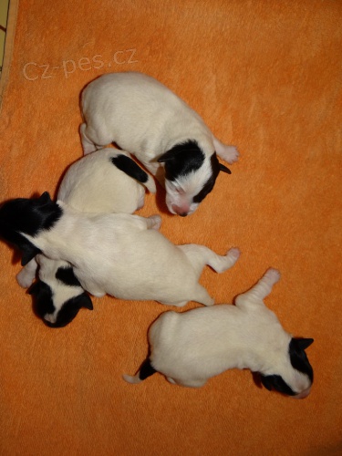 Foxteri�r hladkosrst�-�t��ata s PP.