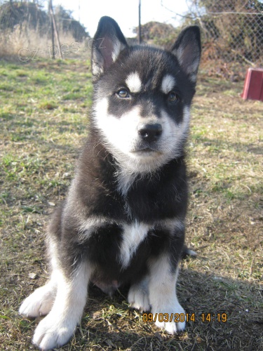 Siberian husky