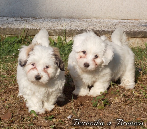 Dv� vymazlen� �t���tka plemene coton de Tul�ar s PP