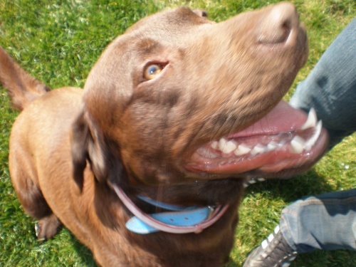 Nab�z�m ke kryt� kr�sn�ho labro�e Tob�ska bez PP