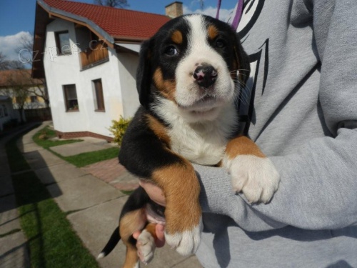 VELK� �V�CARSK� SALA�NICK� PES