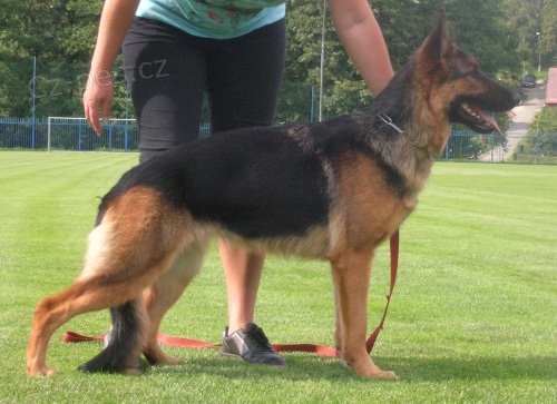 N�meck� ov��k - prod�m �t��ata