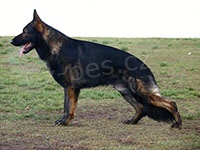 N�meck� ov��k �t��ata s PP