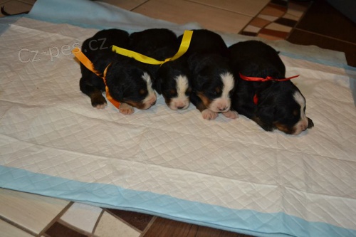 Prod�me kr�sn� �t���tka BSP s PP