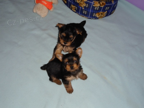 jork��rsk� terier