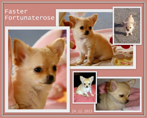 Super mini �ivav��ek s PP