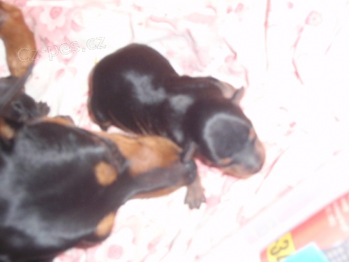 Pra�sk� krysa��k prod�m