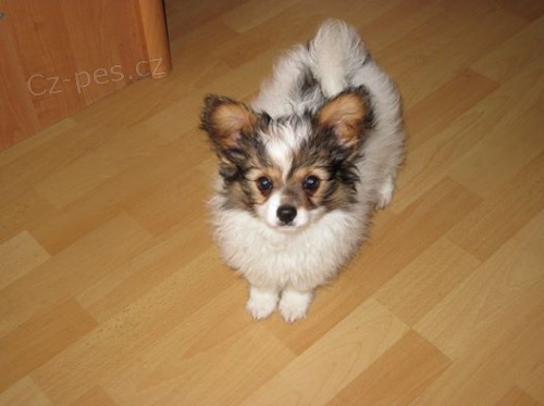 Papillon-Mot�lek s PP