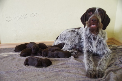 prodel �t��at �F s pp