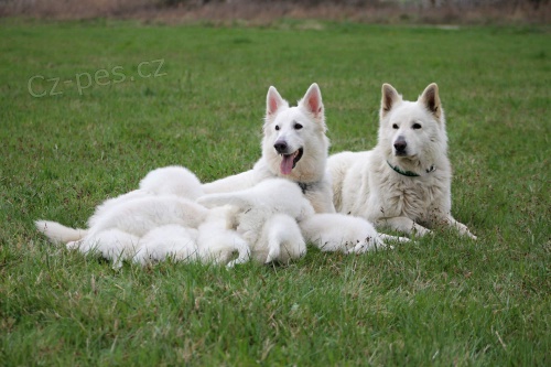 B�O-voln� pejsek