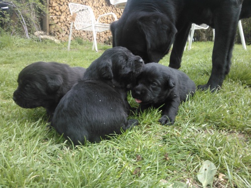 �t���tka labradora - �ern� fenky