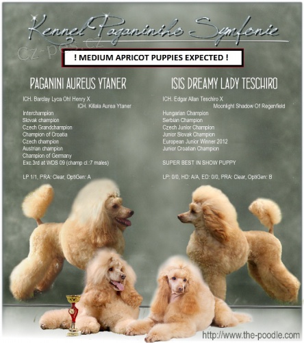 Pudl st�edn� apricot - �t���tka s PP