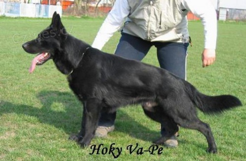 N�meck� ov��k �t���tka s PP