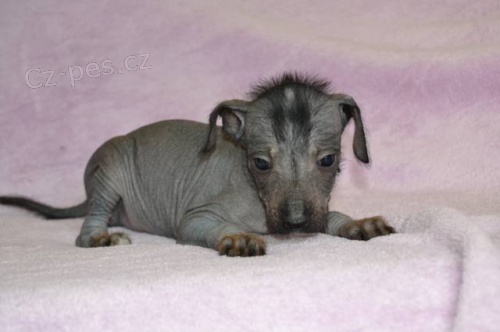 Peru�nsk� nah��