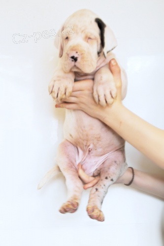 N�meck� doga s PP