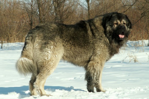 Kavkazsk� pasteveck� pes s PP FCI